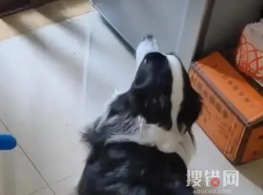 狗子偷溜進廚房狂炫41個生餃子 沒想到這輩子會吃狗剩下的東西