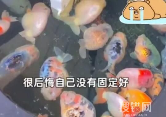 電插排掉進(jìn)魚缸 26條金魚被煮熟 原因竟是這樣太嚇人了