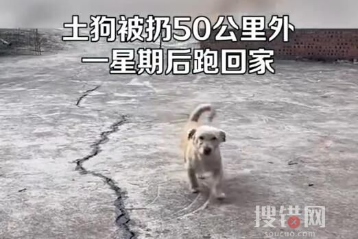 土狗被扔50公里外一星期后跑回家 背后真相實(shí)在讓人心塞