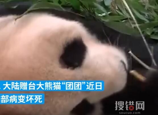 大陸贈(zèng)臺(tái)大熊貓狀況不佳躺地進(jìn)食 “團(tuán)團(tuán)”病情不容樂(lè)觀(guān)