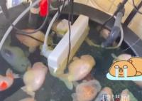 電插排掉進魚缸 26條金魚被煮熟 原因竟是這樣太嚇人了
