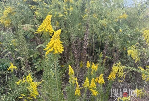 武漢現上千畝加拿大一枝黃花 究竟是什么東西？