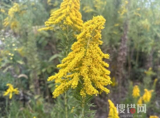 武漢現上千畝加拿大一枝黃花 究竟是什么東西？