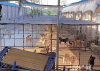老人救狗20年 欠60萬賣房住親戚家 原因竟是這樣簡直太暖心了