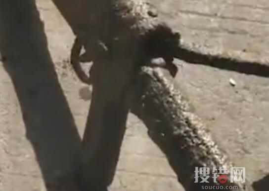 浙江男子撒網捕魚撈上一桿槍 內幕曝光簡直太罕見了