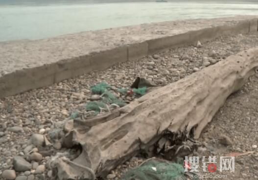 重慶嘉陵江現巨大陰沉木 有盜割痕跡 內幕曝光簡直太驚人