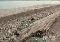 重慶嘉陵江現(xiàn)巨大陰沉木 有盜割痕跡 內(nèi)幕曝光簡直太驚人