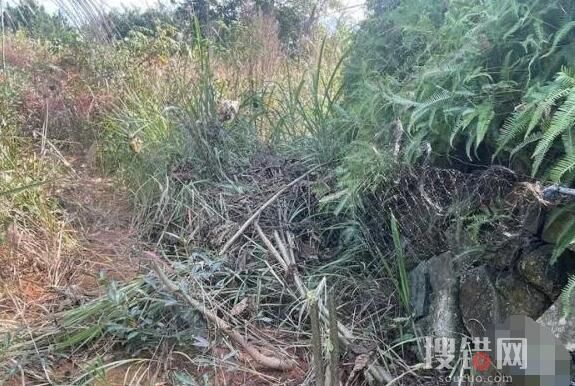 男子捕鳥近千只稱用來涮火鍋 為什么引熱議？