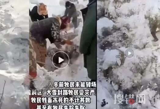媒體:新疆暴雪 有牧民失聯牛羊凍死 內幕曝光簡直太意外了