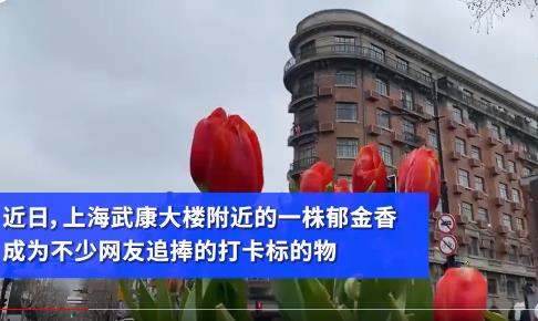 7朵郁金香撐起上海武康路流量 背后原因讓人大吃一驚