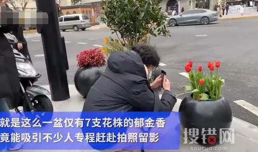 7朵郁金香撐起上海武康路流量 背后原因讓人大吃一驚