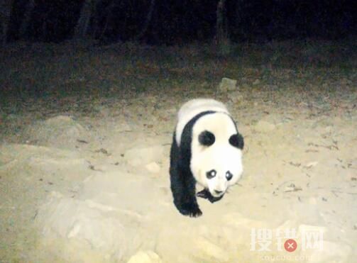 野生大熊貓深夜遛達(dá) 鏡頭前呆萌打卡 始料未及畫(huà)面曝光簡(jiǎn)直太意外了