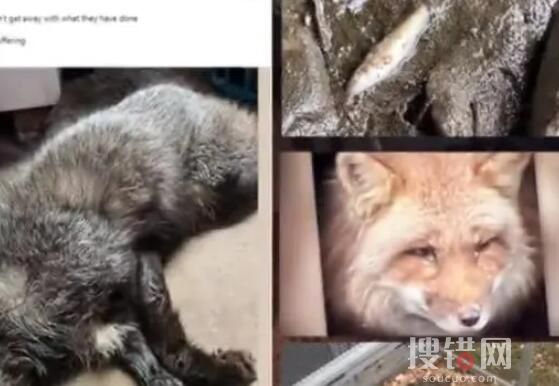美俄亥俄州大量動(dòng)物突然死亡 始料未及真相簡直太意外了