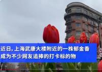 7朵郁金香撐起上海武康路流量 背后原因讓人大吃一驚