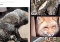 美俄亥俄州大量動物突然死亡 始料未及真相簡直太意外了