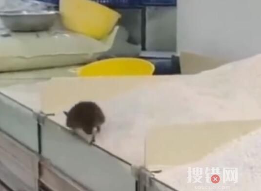 官方回應(yīng)永輝超市老鼠爬大米 到底是什么情況?