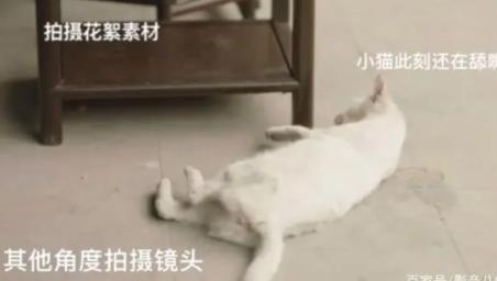 稱當家主母劇組虐貓造謠者被判刑 背后真相簡直太意外了
