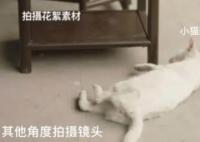 稱當家主母劇組虐貓造謠者被判刑 背后真相簡直太意外了