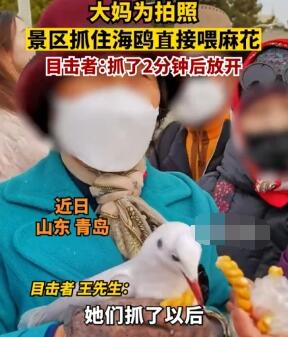 大媽為拍照景區抓住海鷗喂麻花 畫面曝光實在是太驚人了
