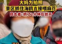 大媽為拍照景區(qū)抓住海鷗喂麻花 畫面曝光實(shí)在是太驚人了