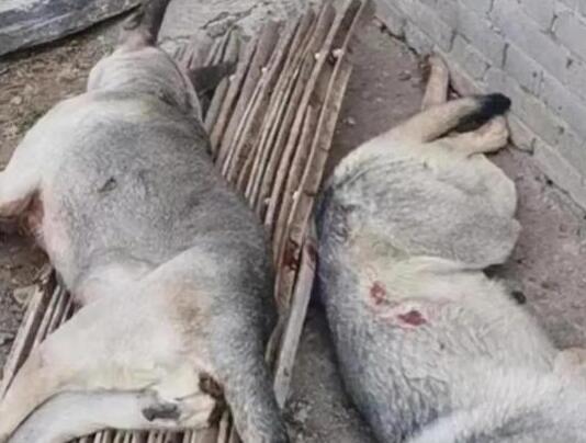 4條狼青犬咬死80多只羊 原因竟是這樣實在是太意外了