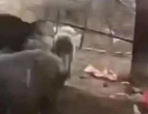 4條狼青犬咬死80多只羊 原因竟是這樣實在是太意外了