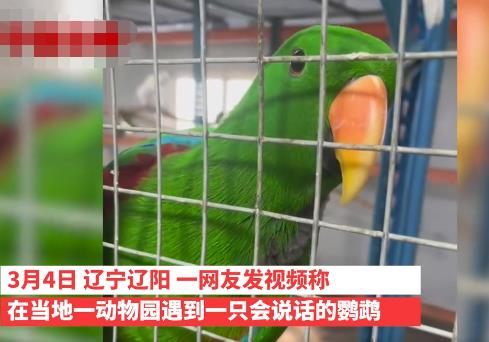 遼寧一動物園鸚鵡滿嘴東北味 真相揭露真的令人大吃一驚