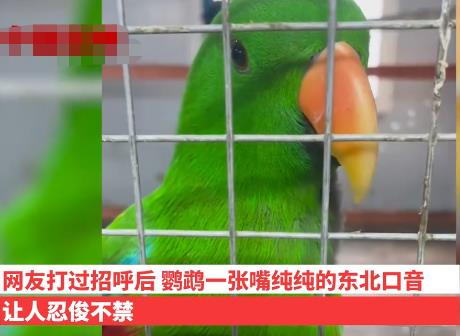 遼寧一動(dòng)物園鸚鵡滿嘴東北味 真相揭露真的令人大吃一驚