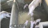 小豬打架被豬媽媽一秒制服 真相揭露真的令人大吃一驚