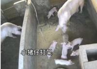 小豬打架被豬媽媽一秒制服 真相揭露真的令人大吃一驚