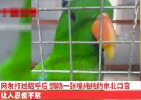 遼寧一動(dòng)物園鸚鵡滿嘴東北味 真相揭露真的令人大吃一驚
