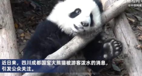 向熊貓福菀潑水3游客身份未確定 真相揭露真的令人大吃一驚