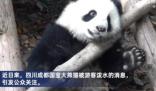 向熊貓福菀潑水3游客身份未確定 真相揭露真的令人大吃一驚