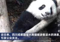 向熊貓福菀潑水3游客身份未確定 原因揭秘直接讓人傻眼了