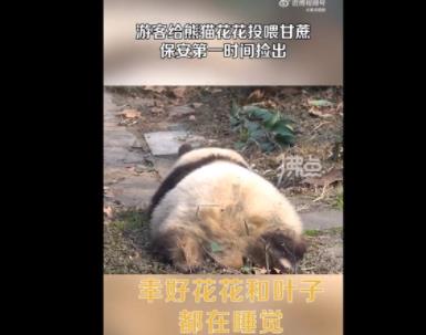 游客給花花投喂甘蔗保安撿出 具體事件經過是什么?