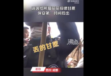 游客給花花投喂甘蔗保安撿出 具體事件經過是什么?