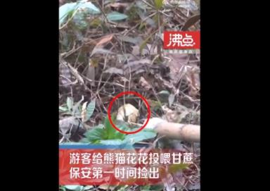 游客給花花投喂甘蔗保安撿出 具體事件經過是什么?