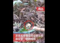 游客給花花投喂甘蔗保安撿出 真相揭露真的令人大吃一驚