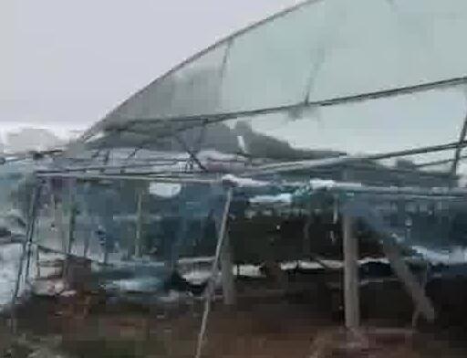 河南突降大雪 農(nóng)戶40畝葡萄棚被壓塌 到底是什么情況?