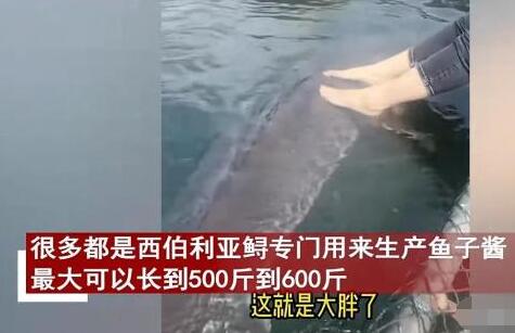女子喂養(yǎng)500斤大魚當(dāng)寵物 為什么這么做原因是什么?