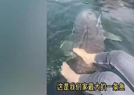 女子喂養500斤大魚當寵物 為什么這么做原因是什么?