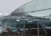 河南突降大雪 農(nóng)戶40畝葡萄棚被壓塌 真相曝光簡直太驚人了