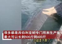 女子喂養500斤大魚當寵物 原因竟是這樣實在是太意外了