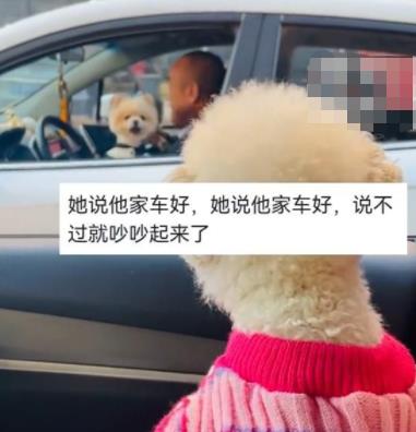 主人堵車半小時兩狗子隔窗吵架 到底是什么情況? 