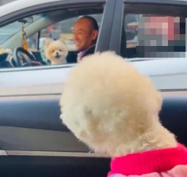 主人堵車半小時兩狗子隔窗吵架 真相曝光簡直太驚人了 