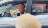 主人堵車半小時兩狗子隔窗吵架 真相曝光簡直太驚人了 