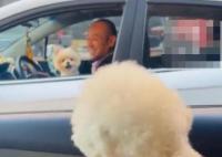 主人堵車半小時兩狗子隔窗吵架 真相曝光簡直太驚人了 