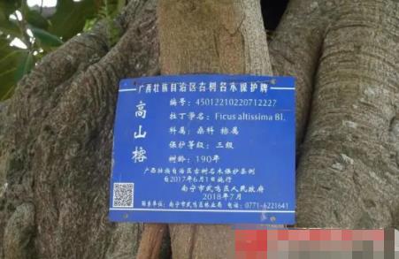 貨車撞上“風水樹” 村民索賠8.8萬 照片曝光直接讓人大呼意外