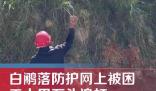 男子用石頭砸白鷴被過路女子喝止 具體事件經過是什么?