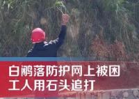 男子用石頭砸白鷴被過(guò)路女子喝止 具體事件經(jīng)過(guò)是什么?